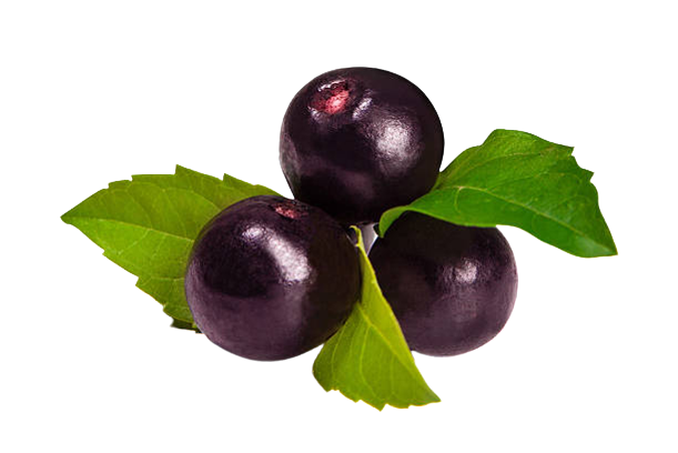 image removebg preview